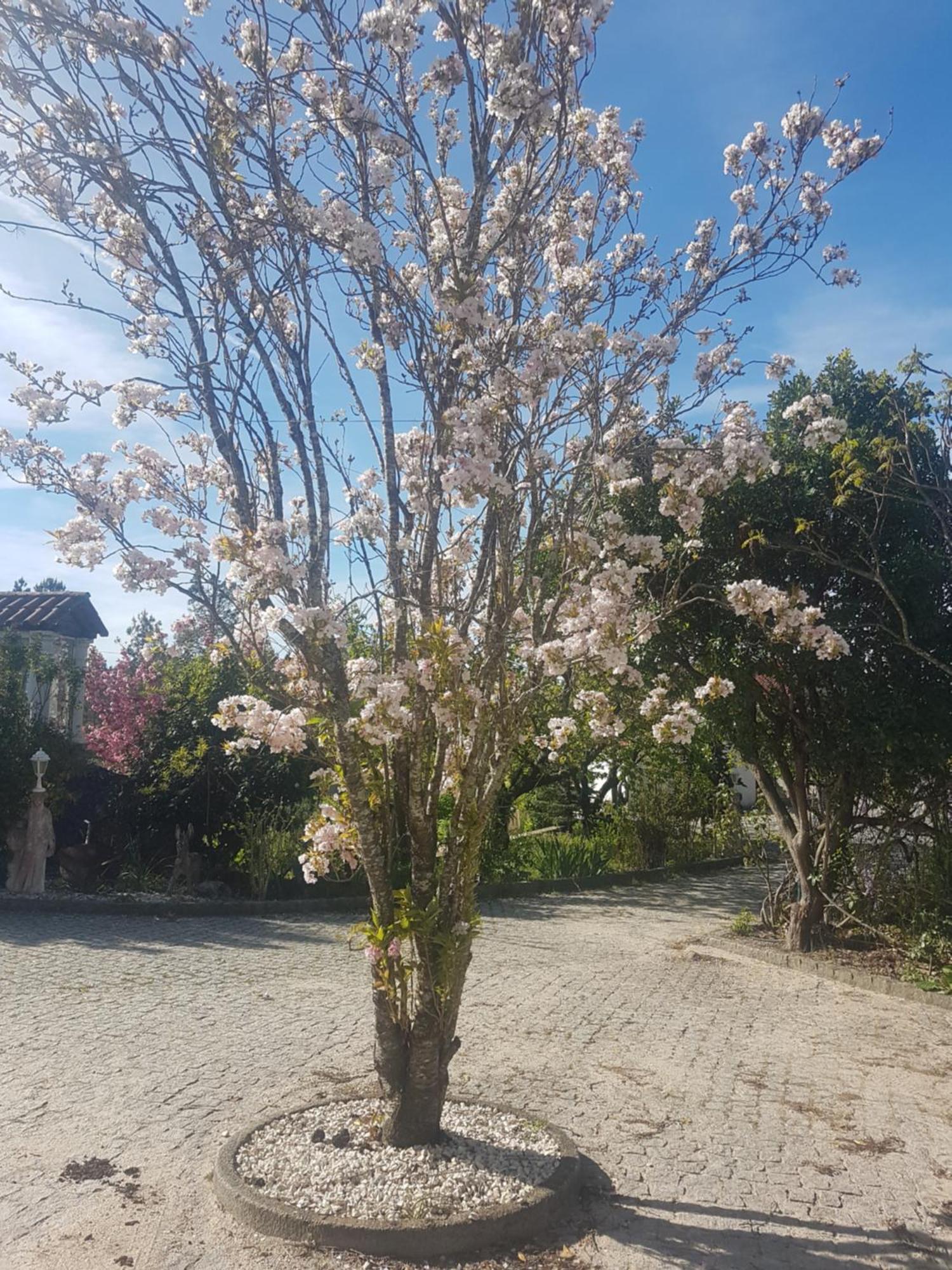 Cantinho Das Barrocas Penalva do Castelo Bagian luar foto